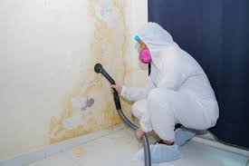 Why You Should Choose Our Mold Remediation Services in Preston, TX